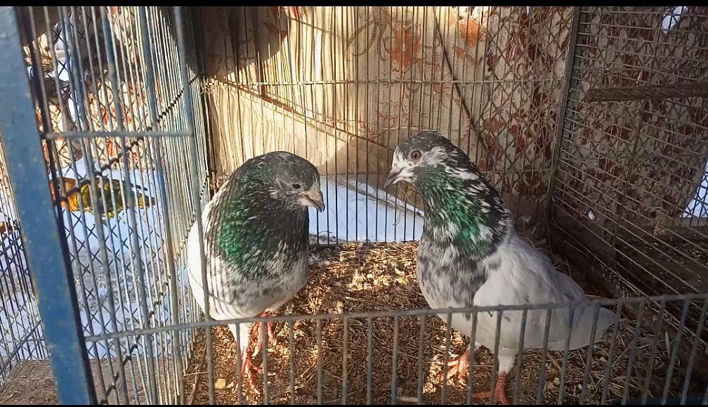 Breeder Pair 5