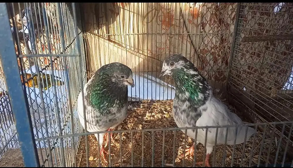Breeder Pair — photo 6