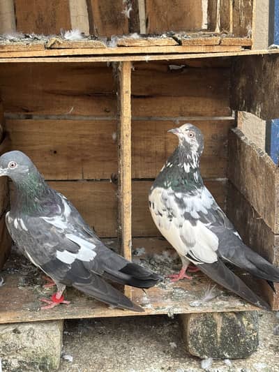 Hino & Bateri females