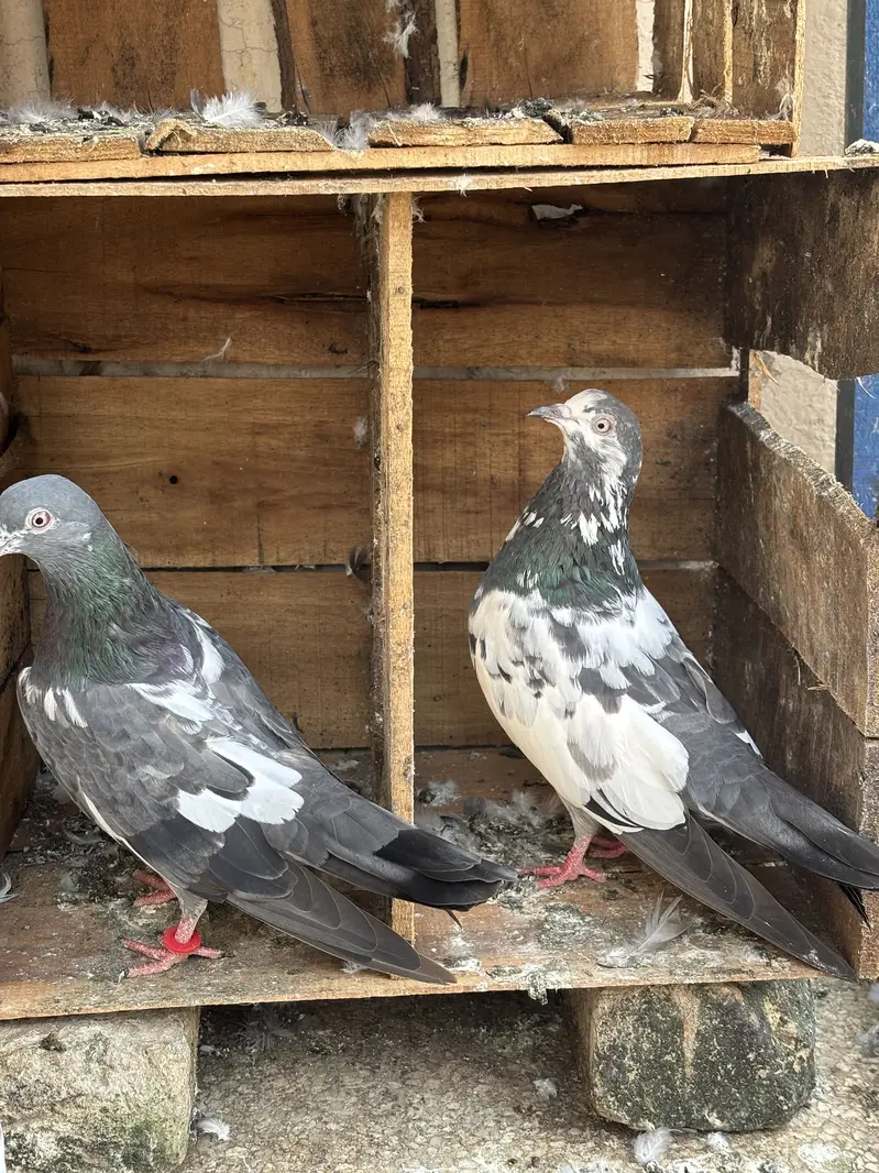 Hino & Bateri females