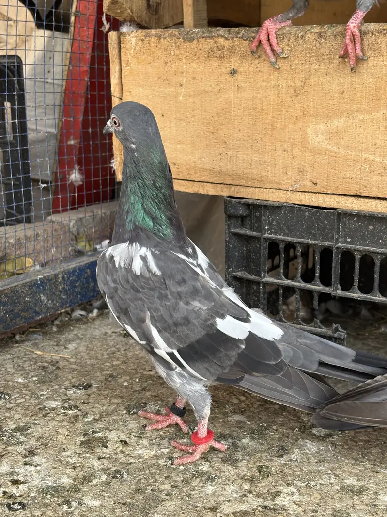 Hino & Bateri females — photo 2