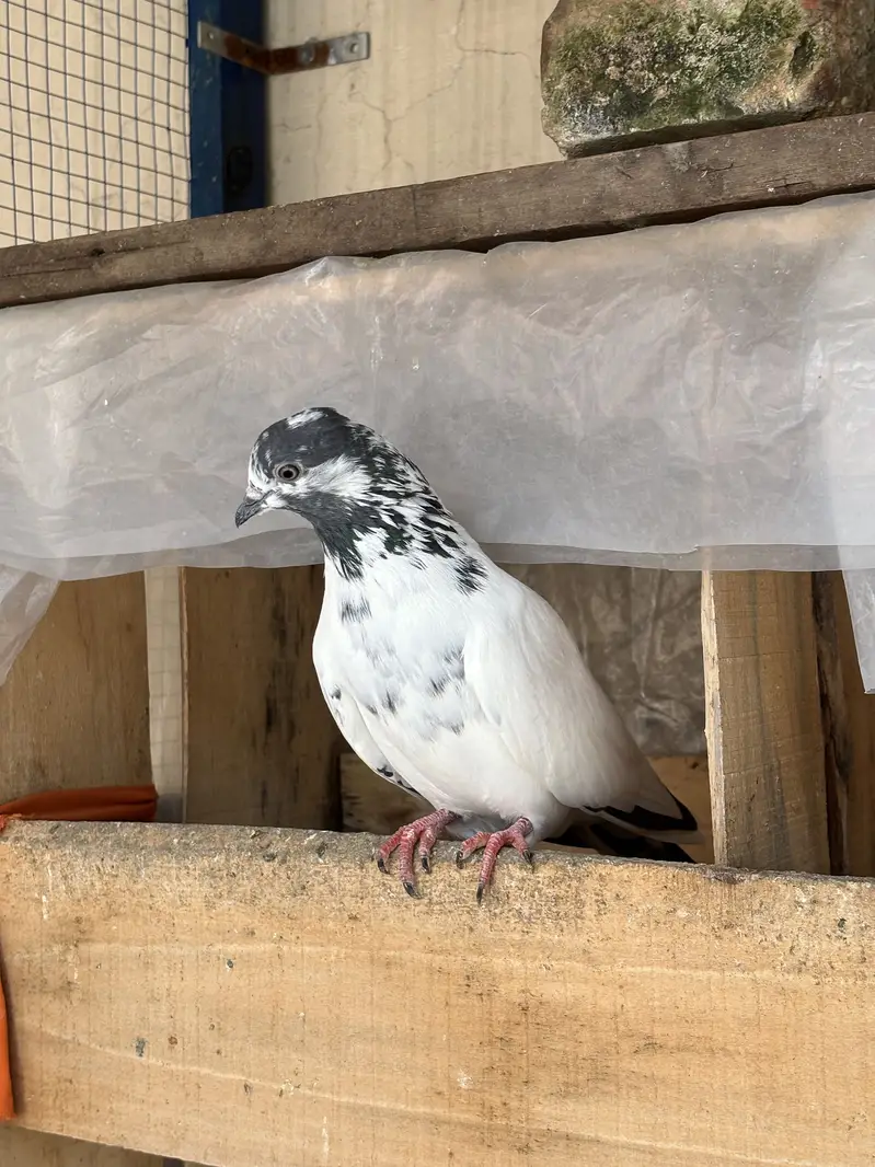 Hino & Bateri females — photo 3