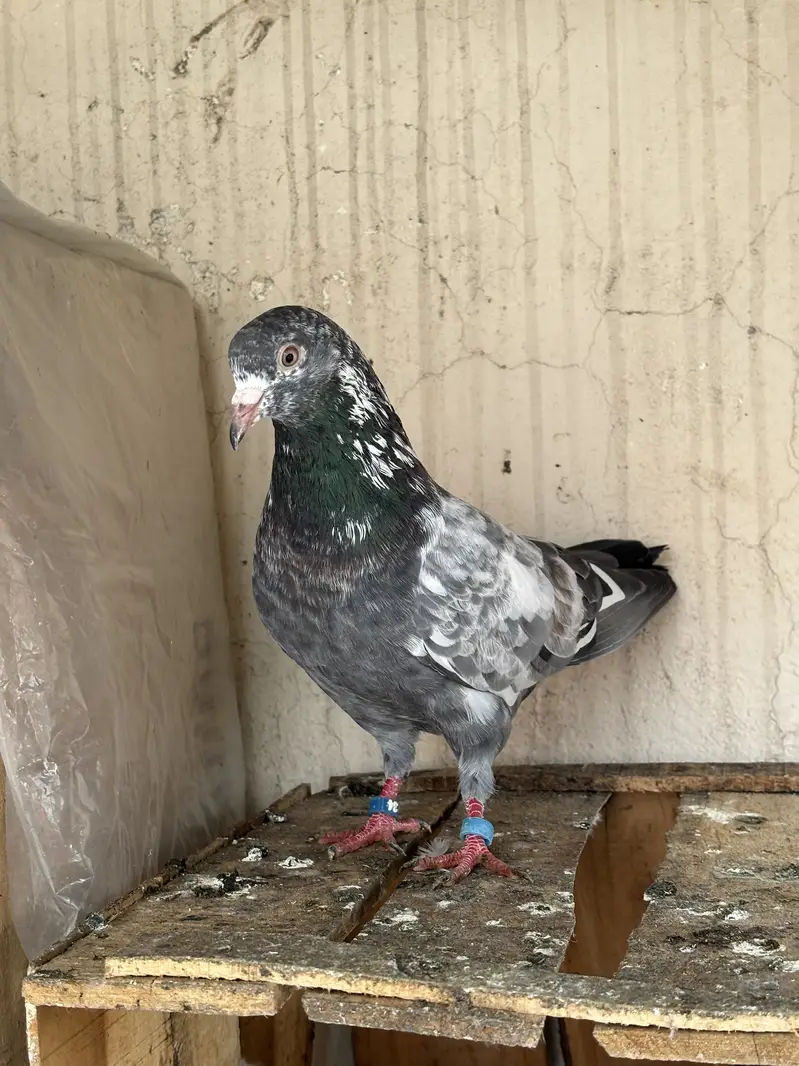 Hino & Bateri females — photo 4