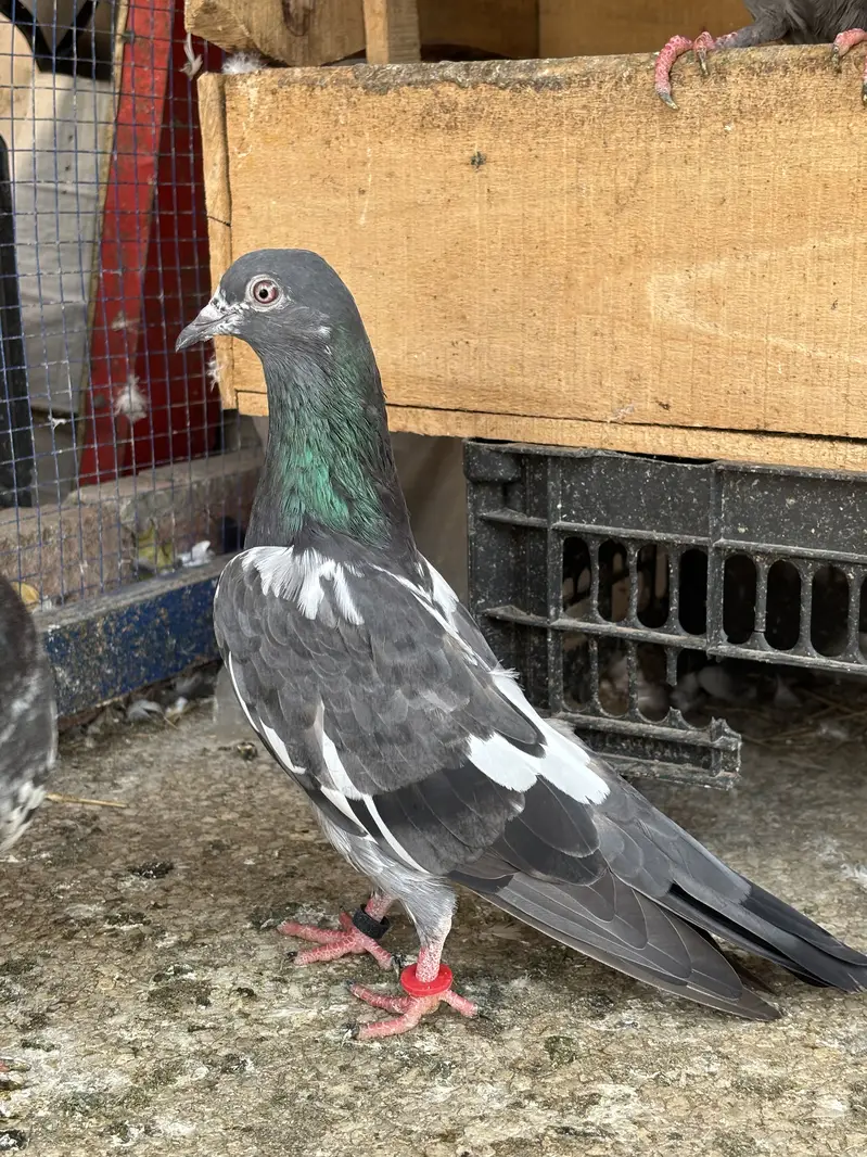 Hino & Bateri females — photo 5