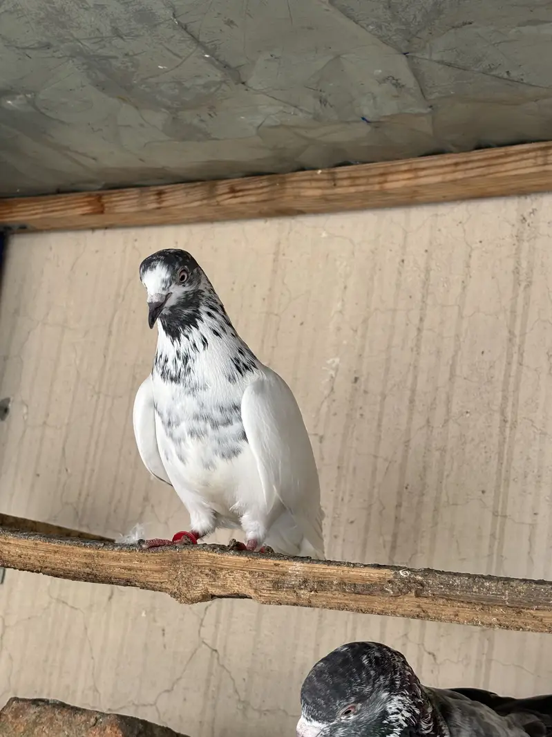 Hino & Bateri females — photo 6