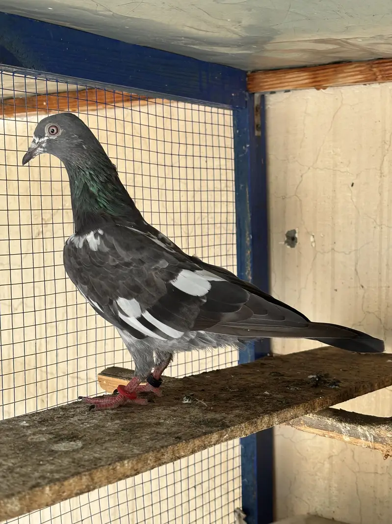 Hino & Bateri females — photo 7
