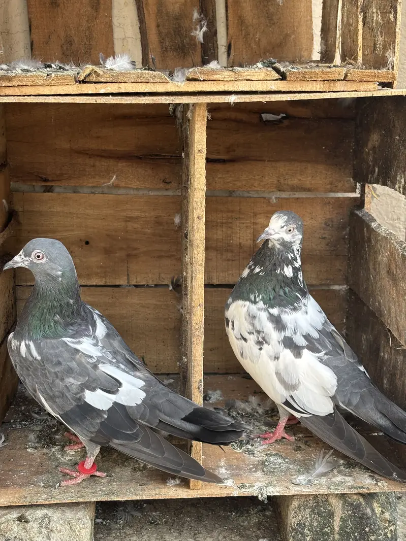 Hino & Bateri females — photo 8