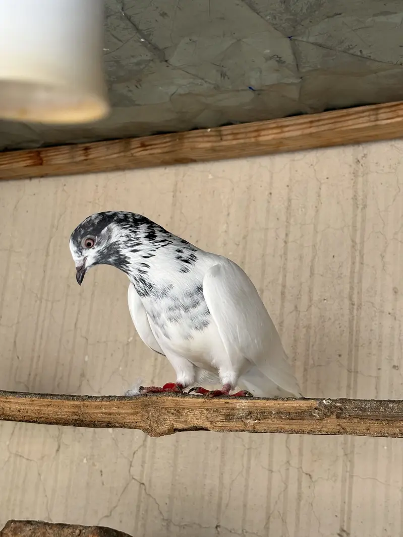 Hino & Bateri females — photo 9