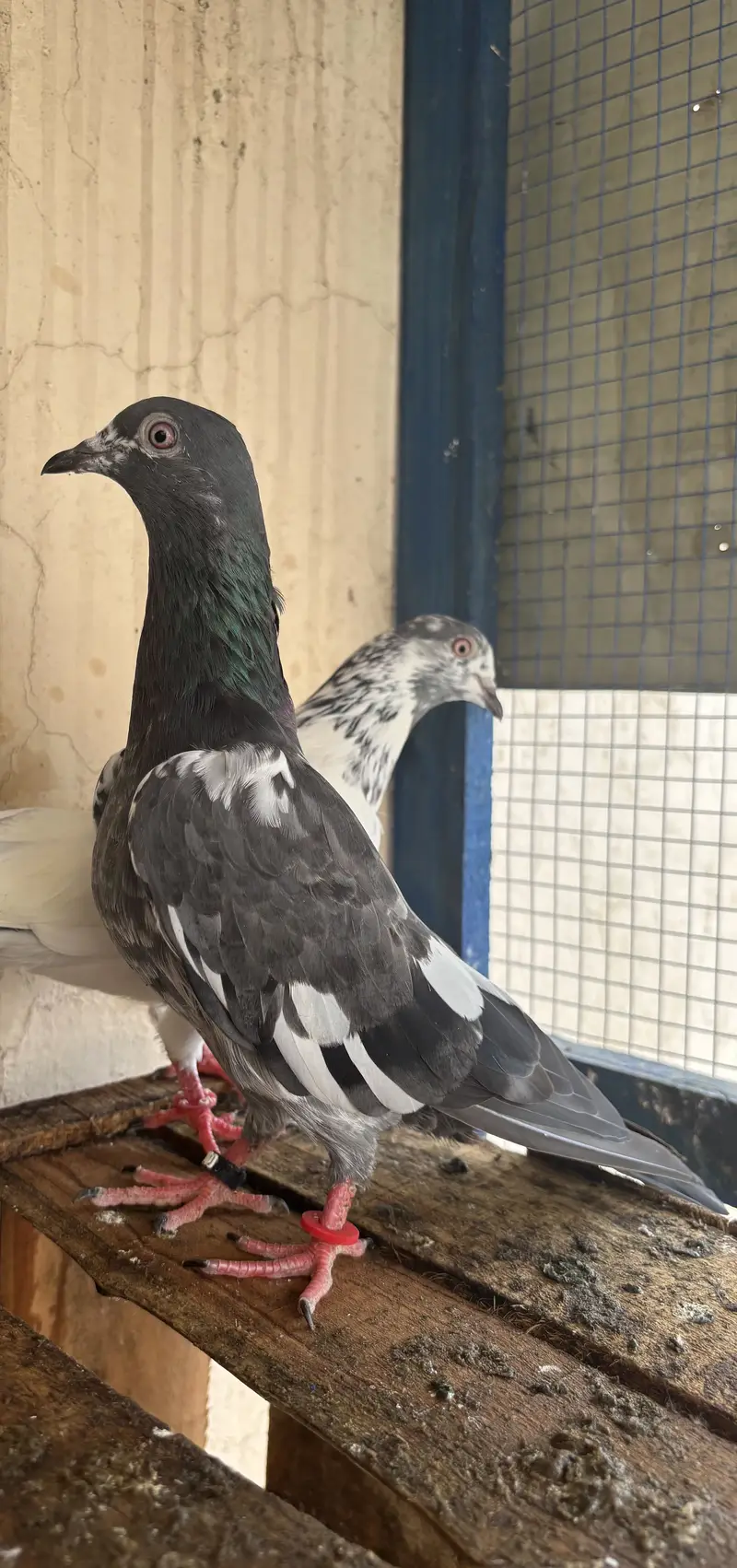 Hino & Bateri females — photo 10