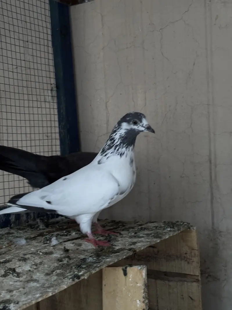 Hino & Bateri females — photo 11