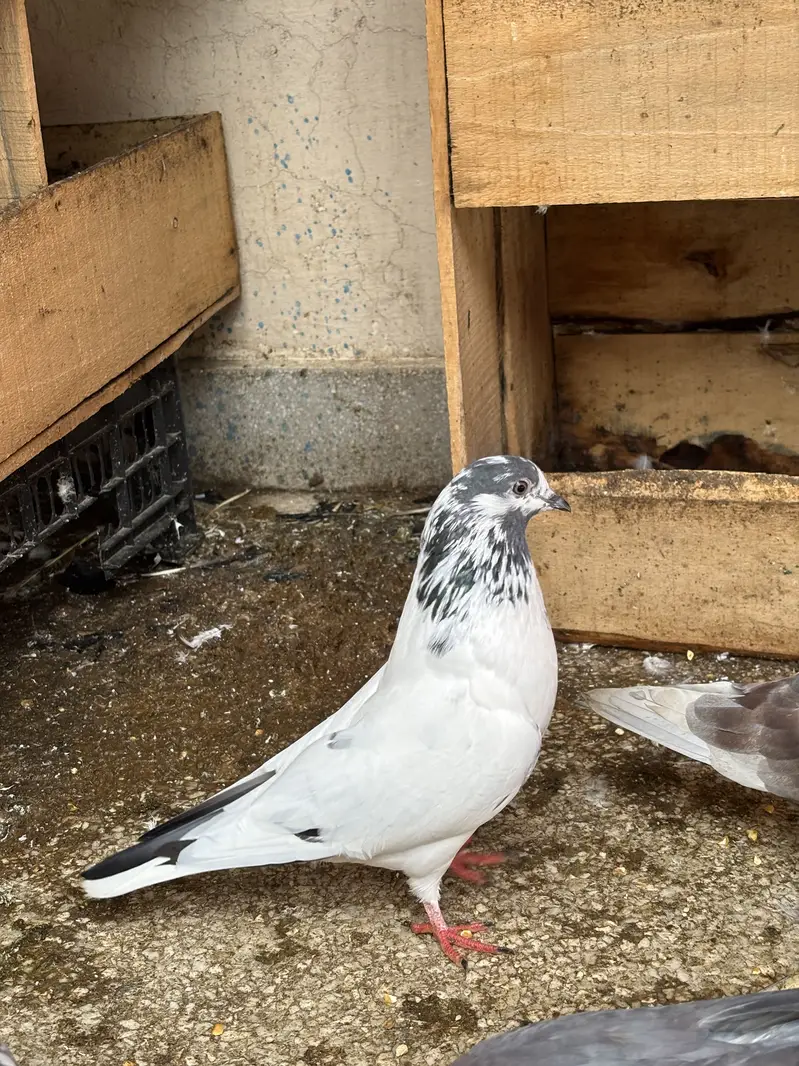 Hino & Bateri females — photo 12
