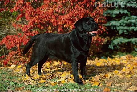 Labrador