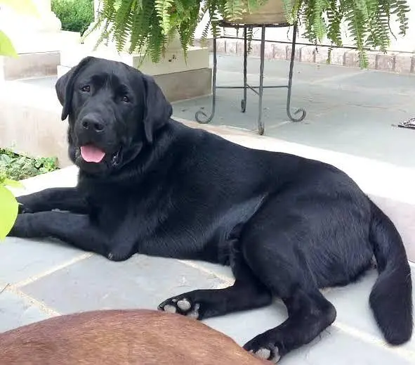 Labrador — photo 2