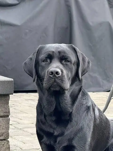 Labrador — photo 3