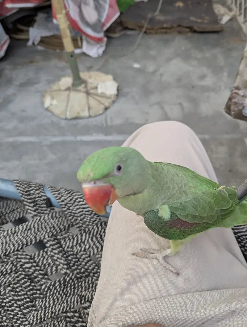 Raw tammed — photo 2