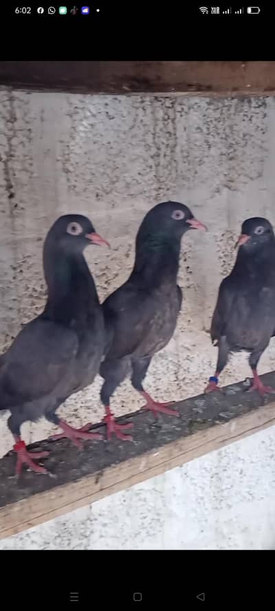 per 4000 for sale Black tadi