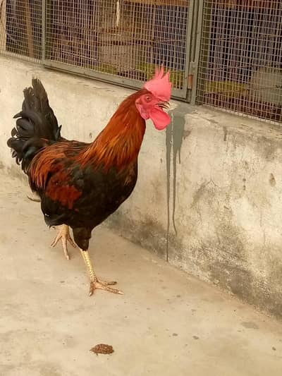 Cock.