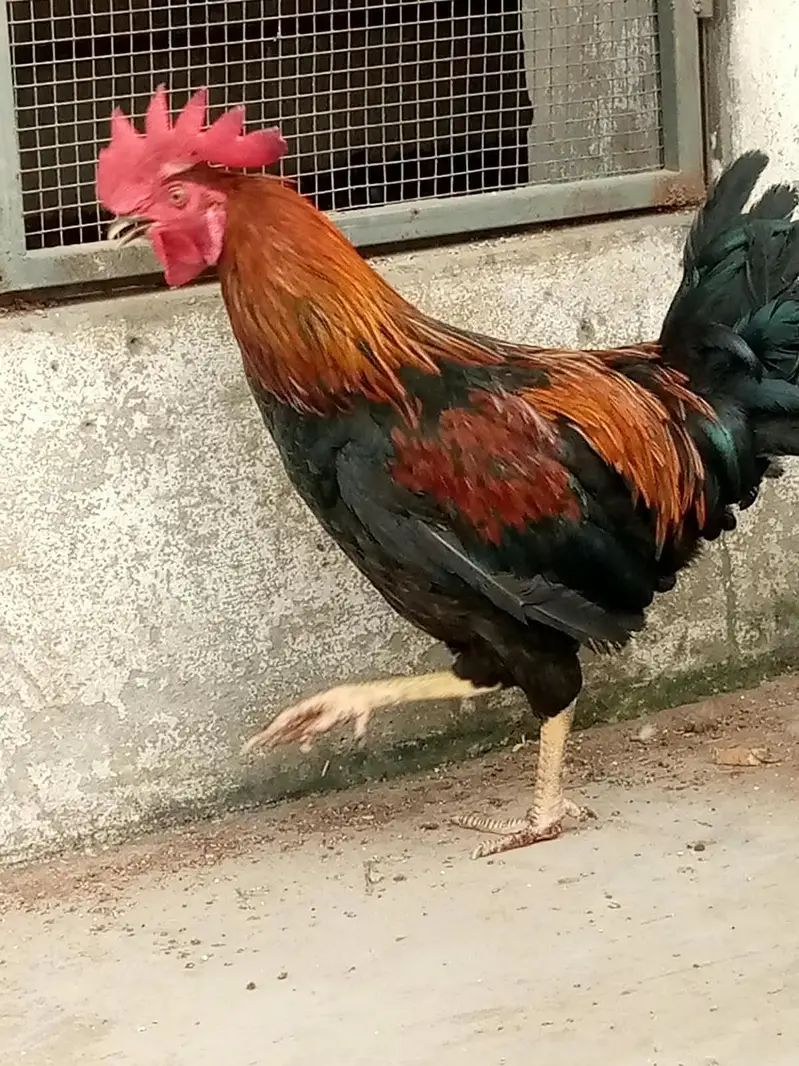 Cock. — photo 2