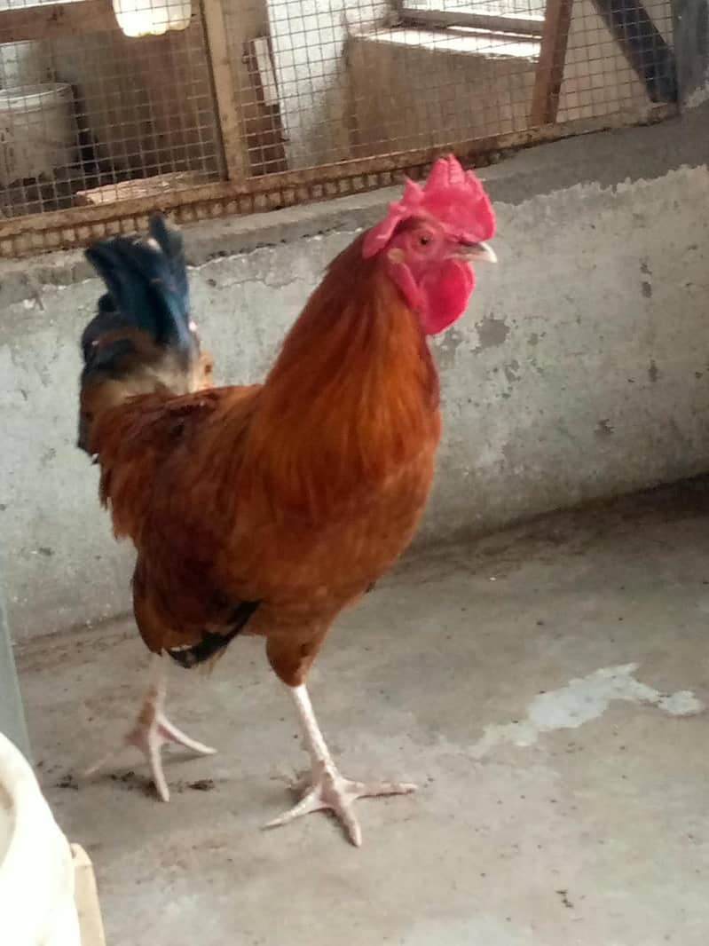 Cock. 2