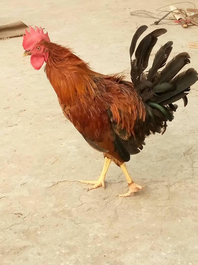 Cock. 3