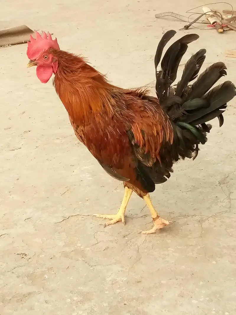Cock. — photo 4