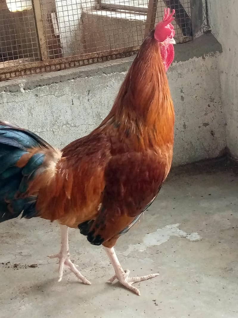Cock. 4