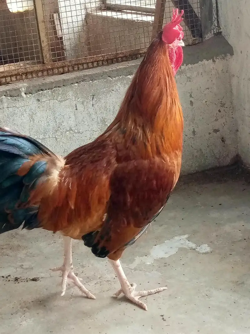 Cock. — photo 5
