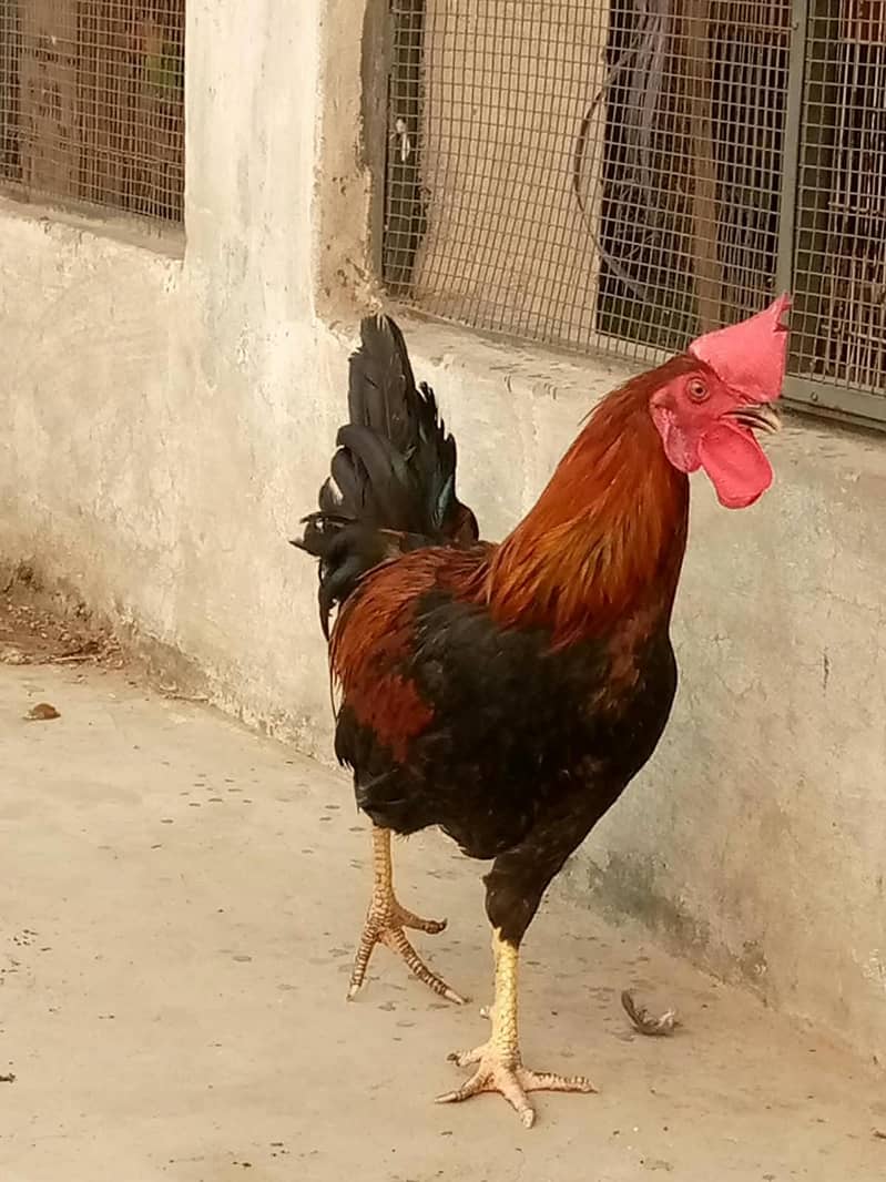 Cock. 5