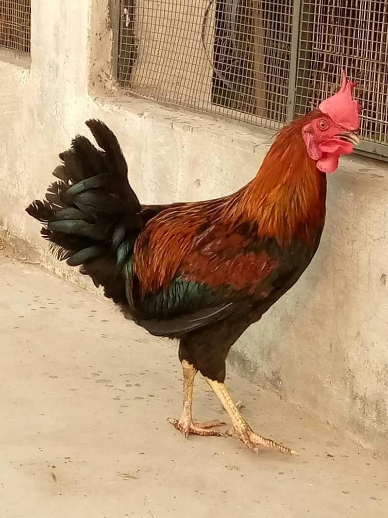 Cock. 6