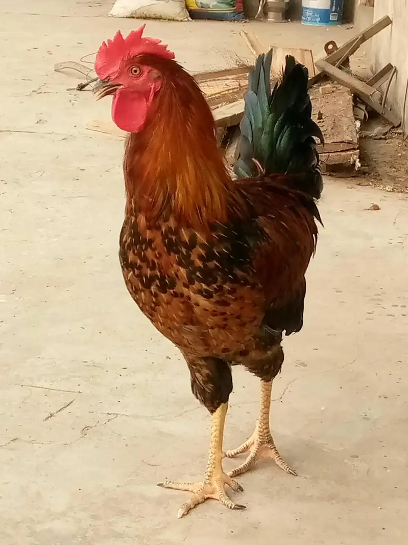 Cock. — photo 8