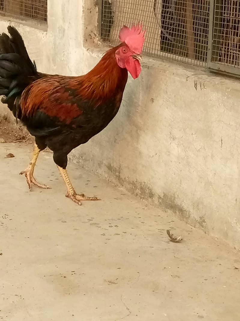 Cock. 8