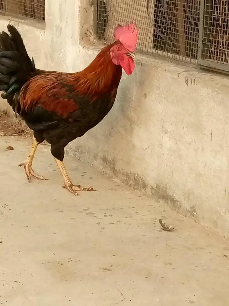 Cock. — photo 9