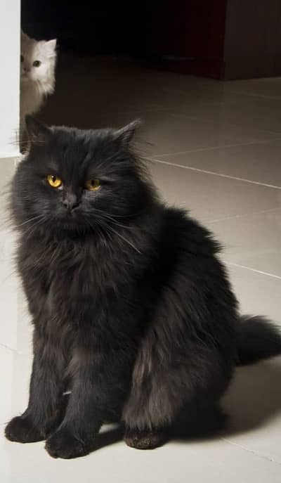 Triple coat black female cat