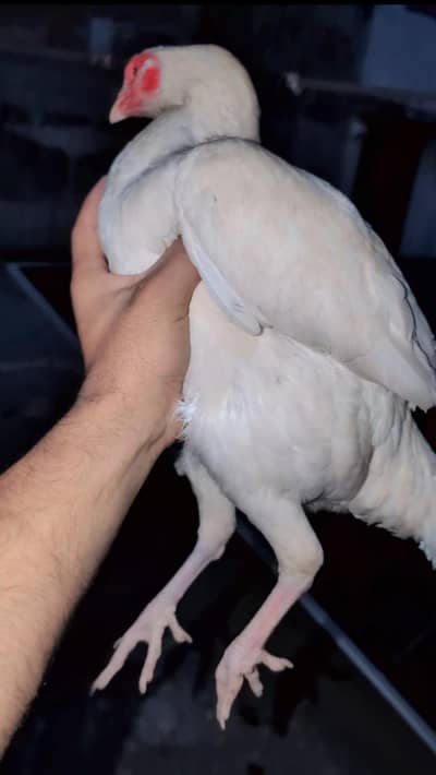paper white breeder female for sell Whatsapp: 03159640025