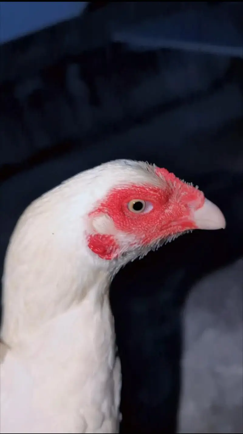 paper white breeder female for sell Whatsapp: 03159640025 — photo 2