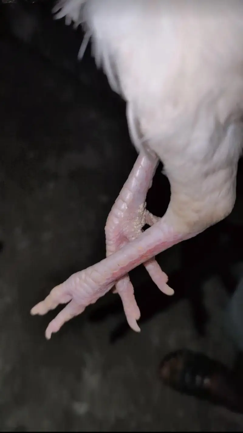 paper white breeder female for sell Whatsapp: 03159640025 — photo 3