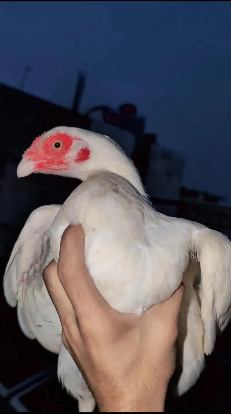 paper white breeder female for sell Whatsapp: 03159640025 — photo 4