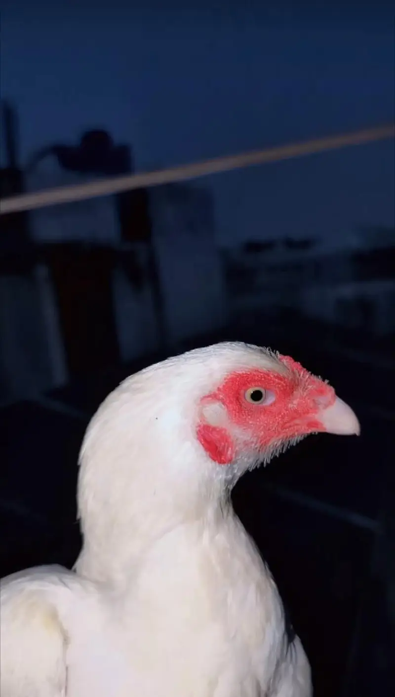paper white breeder female for sell Whatsapp: 03159640025 — photo 5