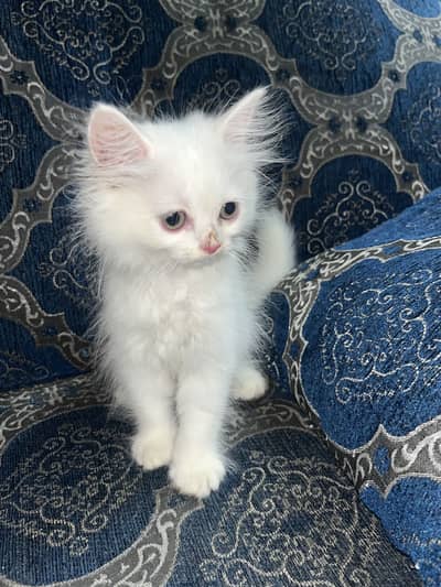 Persian cat pair for sale
