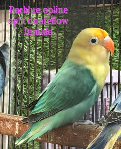 Parblue opline/dunfellow female & palefellow opline lovebirds
