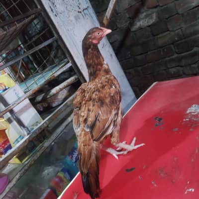 Amrohi cross female