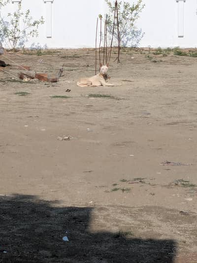 kuhati gultair