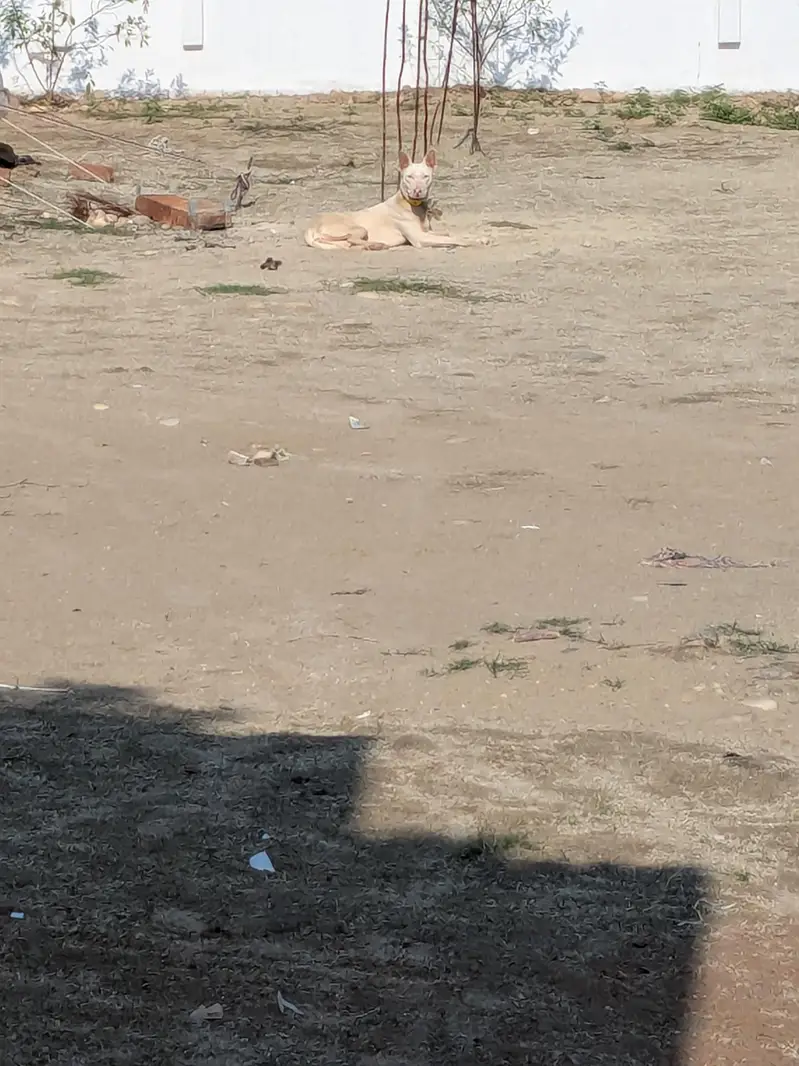 kuhati gultair — photo 2