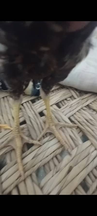 Peure mianwali home breed