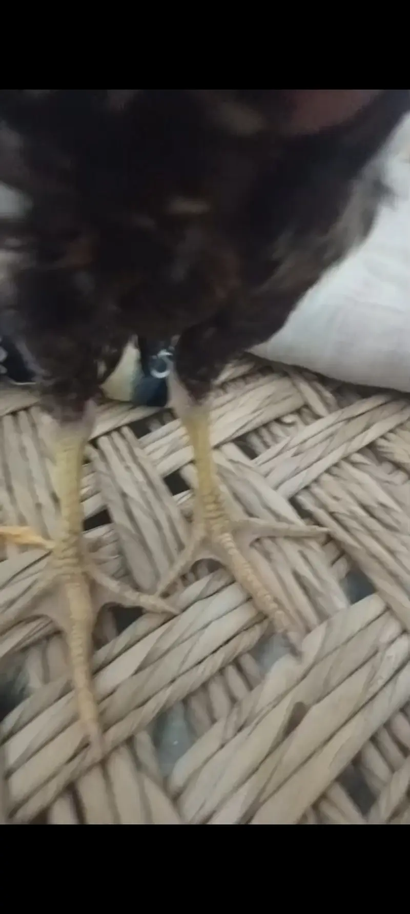 Peure mianwali home breed