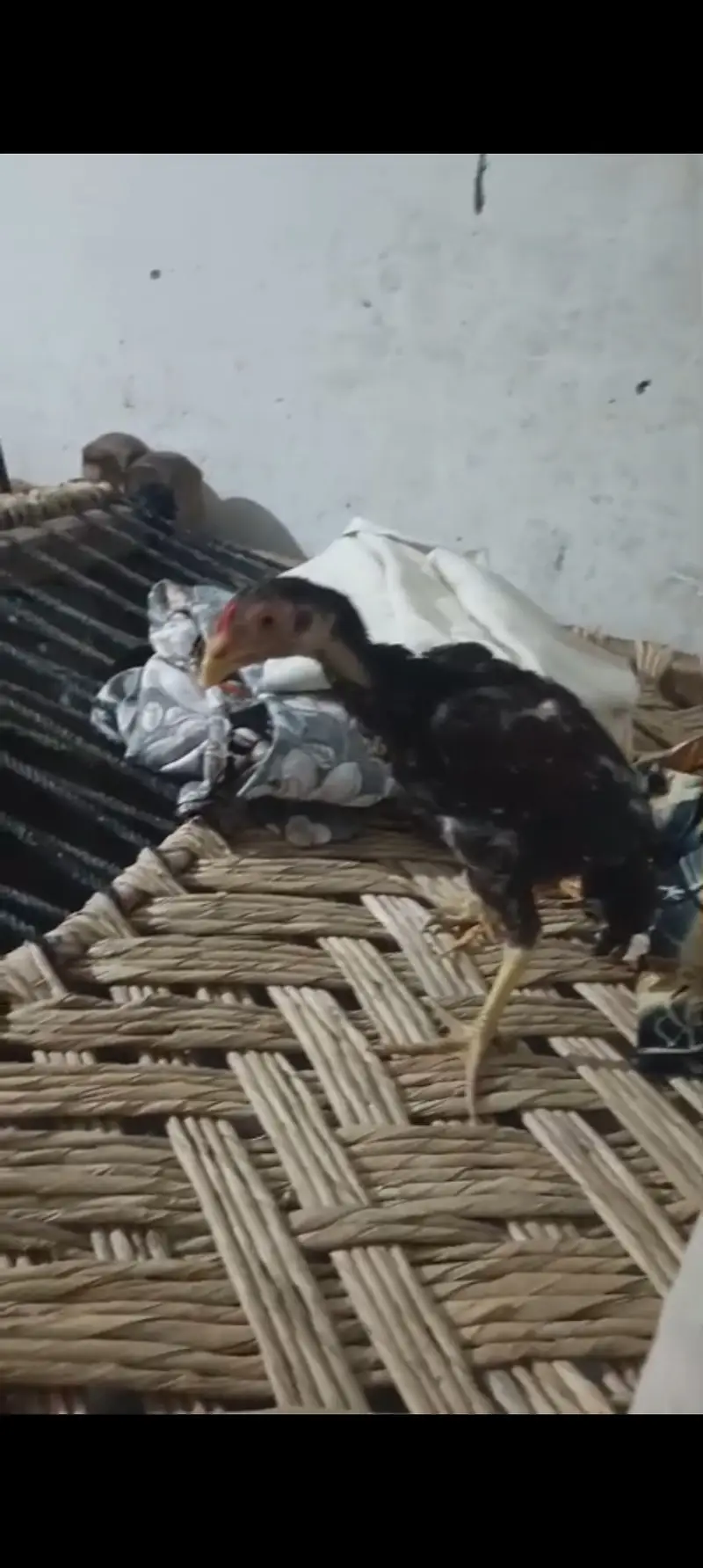 Peure mianwali home breed — photo 2