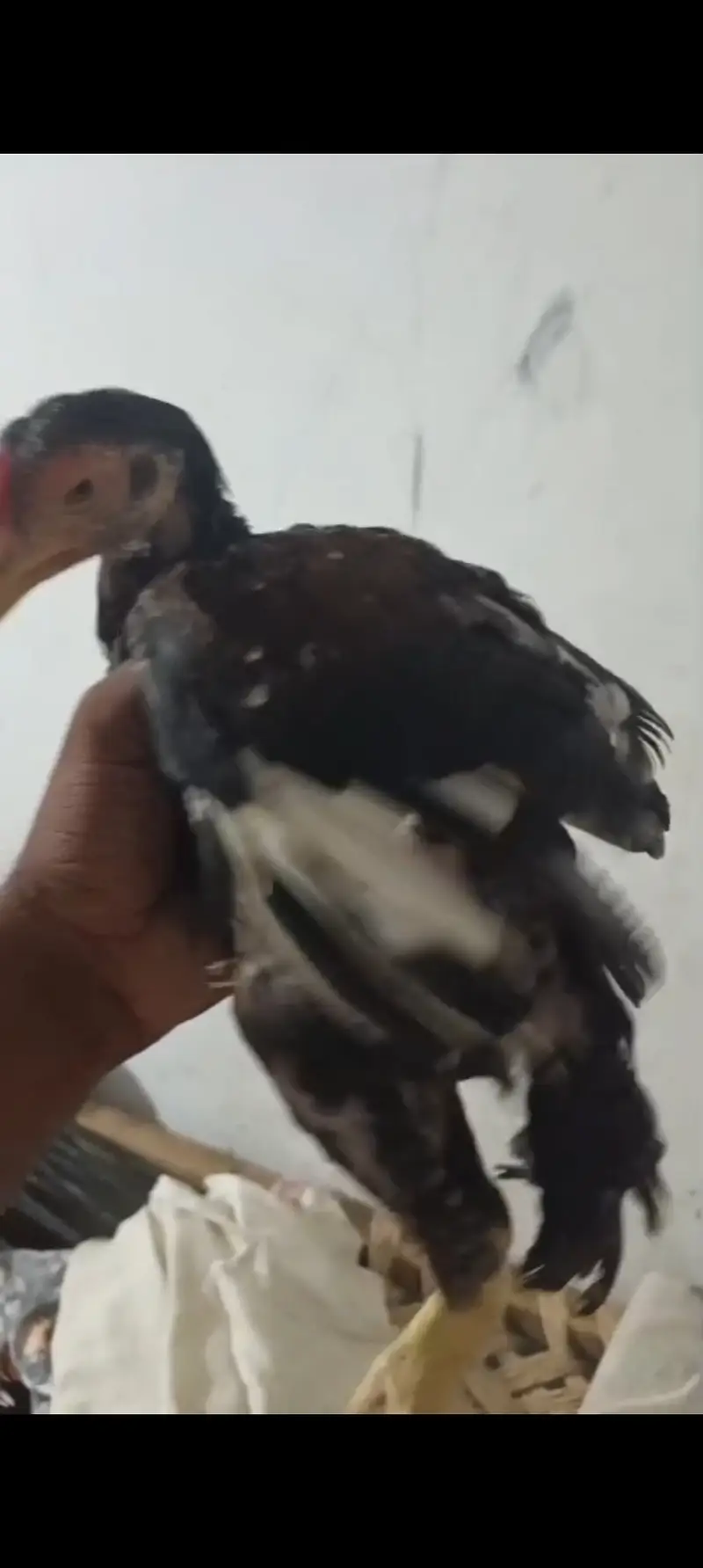 Peure mianwali home breed — photo 3