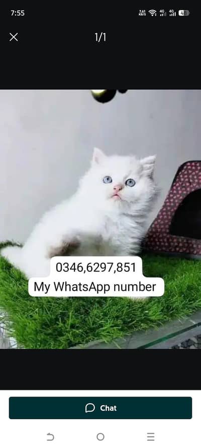 Persian kittens for sale