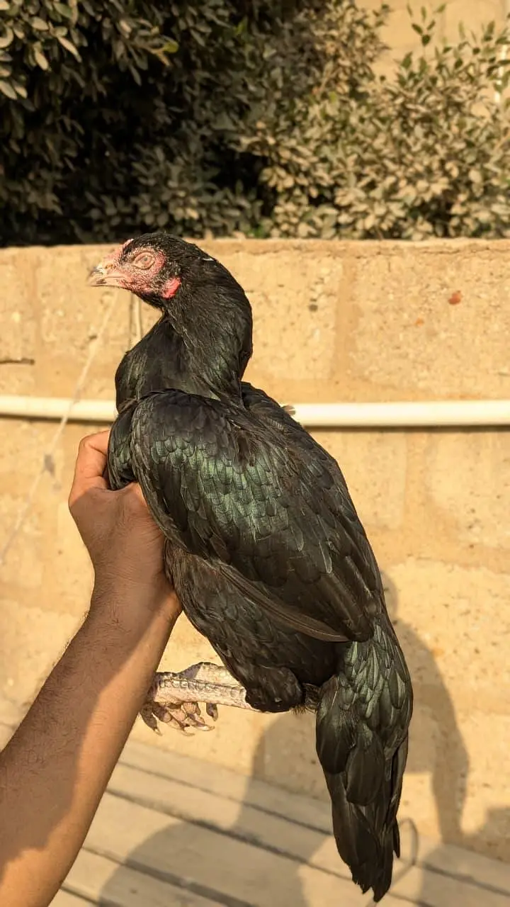 lasani aseel — photo 2
