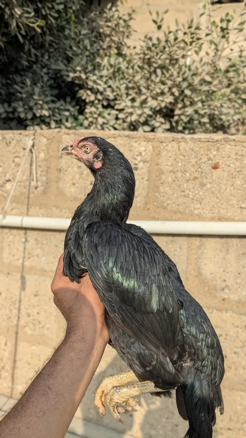lasani aseel — photo 6